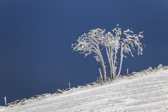 Snow-covered shrub in a snow field, Schauinsland, Black Forest, Baden-W&uuml;rttemberg, Germany