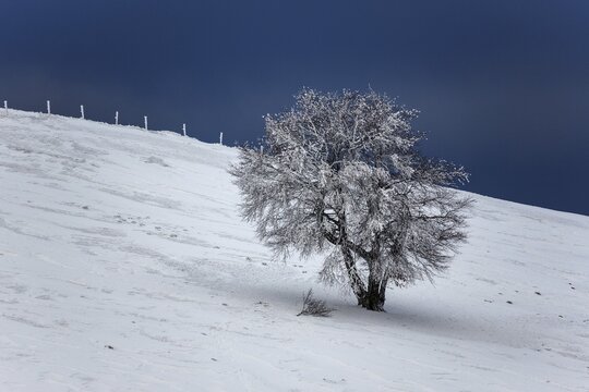Snow-covered tree in a snow field, Schauinsland, Black Forest, Baden-W&uuml;rttemberg, Germany