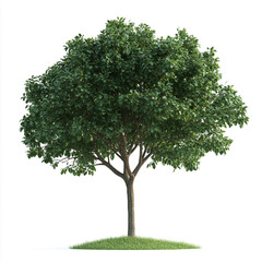 Obraz premium tree isolated on white background.