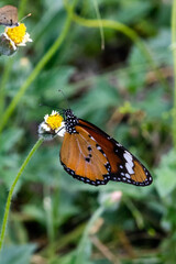 Obraz premium A beautiful African Monarch butterfly, Danaus Chrysippus Orientes, perched on a small white flower in the Kruger National Park.