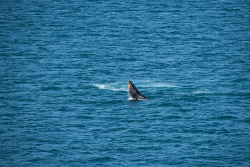 Fototapeta premium Breaching Humpback Whale