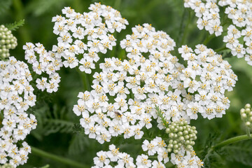 Beautiful common yarrow (Achillea millefolium) flowers. © Reallyice