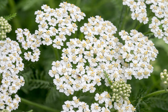 Beautiful common yarrow (Achillea millefolium) flowers.