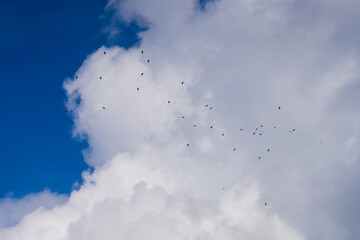 Flock of crows flying against a cloudy sky