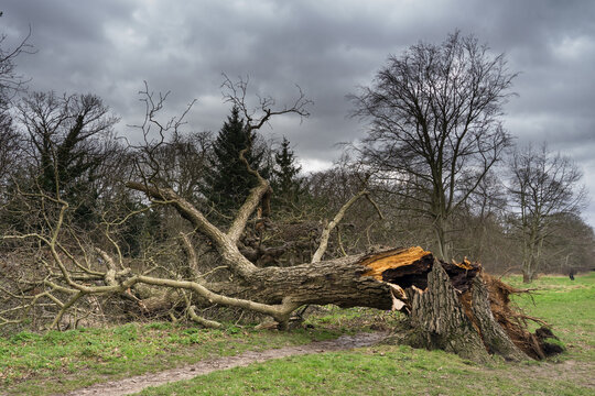 Fallen tree in a public park in Hertfordshire, England felled after strong winds