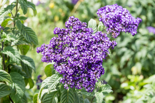 Beautiful common heliotrope (Heliotropium peruvianum) flowers.