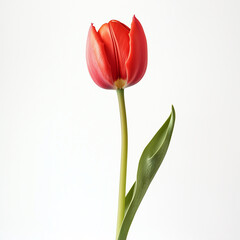 Single Tulip Branch with Three Flowers Isolated on White Background