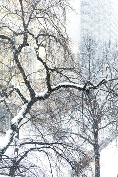 Through the window view looking down on to street level of a car driving on a snow covered street during winter storm with snow covered tree branches in the foreground. 