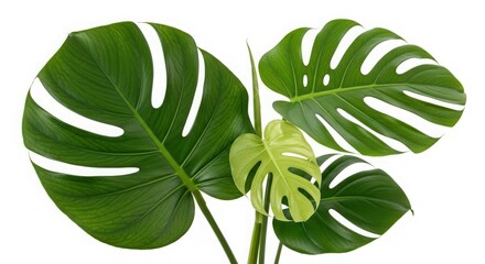Vibrant Monstera Plant Leaves Isolated