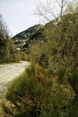 Fototapeta premium Gravel mountain road winding through a lush green landscape with distant snowy peaks under a bright sky on a spring day