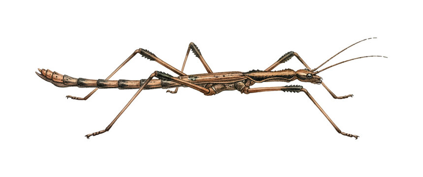 Detailed illustration of a brown stick insect standing still a master of camouflage in nature