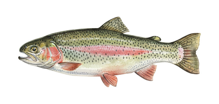Vibrant Rainbow Trout Fish with Pink Stripe Swimming Watercolor Illustration Detailed Marine Animal