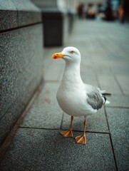 Obraz premium Seagull Standing on Concrete Sidewalk