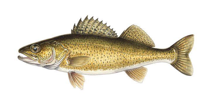 Detailed Watercolor Illustration of a Walleye Fish with Realistic Textures and Fin Details