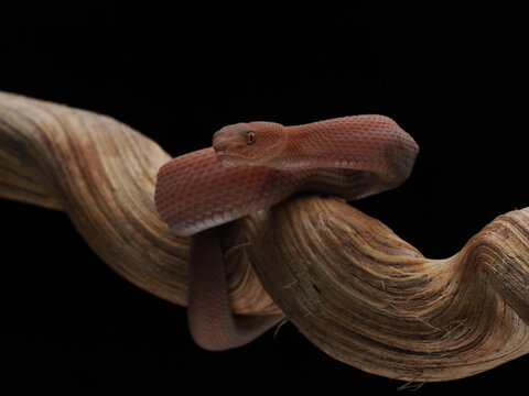 Mangrove Pit Viper (Trimeresurus purpureomaculatus) 