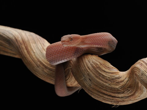 Mangrove Pit Viper (Trimeresurus purpureomaculatus) 