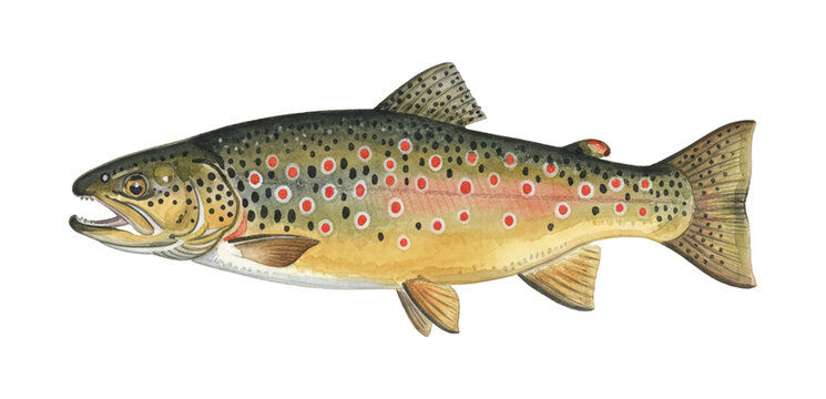 A detailed watercolor illustration of a brown trout fish with vibrant red and black spots on a white background
