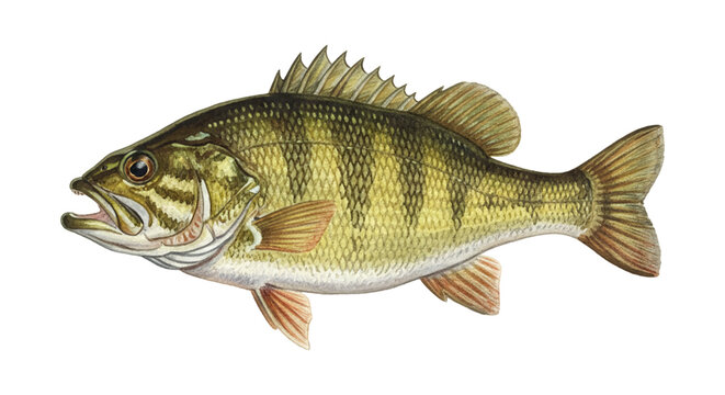 Detailed illustration of a yellow perch fish with dark stripes open mouth and fins on a white background
