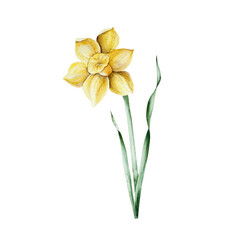 Spring daffodils flower. Watercolor Narcissus, easter hand drawn illustration isolated on background, transparent png. Botanical and wedding clip art. For greeting card, wallpaper, wrapping paper