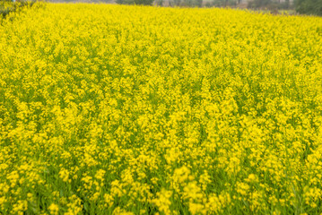 Bright yellow Mustard field in a village