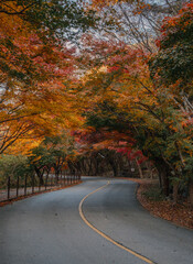 Naklejka premium Autumn Leaf Tunnel at Naejangsan National Park, South Korea