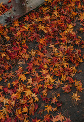 Autumn Leaves