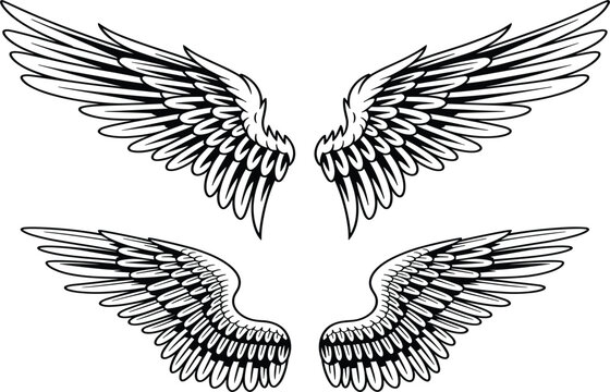 Vintage hand drawn pair of spread wings, heraldic eagle wing sketches, isolated black vector element