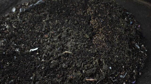 Close-up of maggots larvae wriggling in a compost pile environment, feeding on decomposing food. Real time outdoor natural lighting RAW no edit footage video file