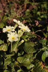 White or yellow primrose flower growing in the wild.