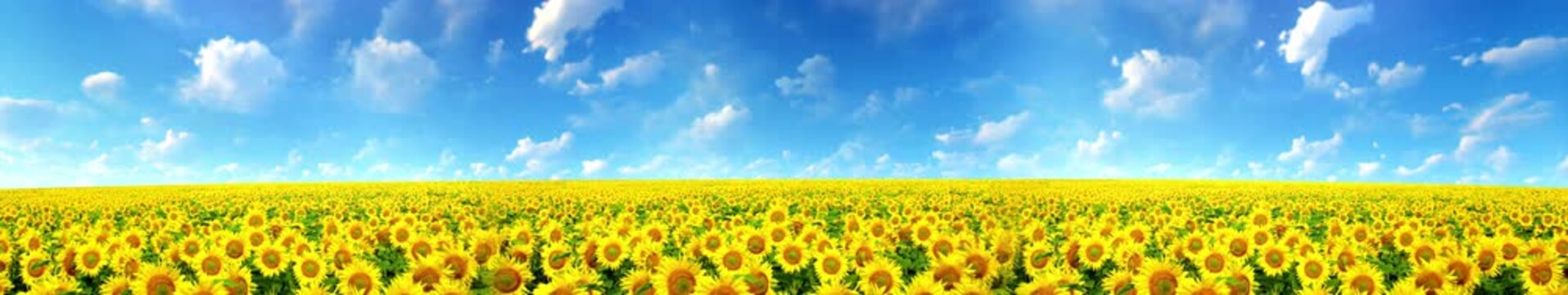 Field of sunflowers under a beautiful sky, creating a bright and cheerful rural landscape | widescreen | looped animation