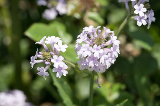 Beautiful slender vervain (Verbena rigida) flowers.