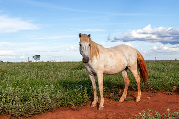 Obraz premium white horse in the field