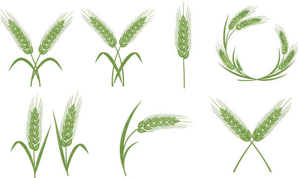 Green vector icon set of organic wheat stalks ears and wreaths for agriculture flour production and bakery branding concepts