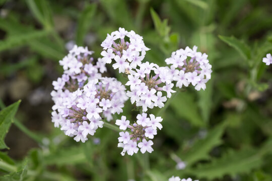 Beautiful slender vervain (Verbena rigida) flowers.