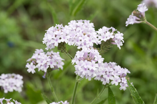 Beautiful slender vervain (Verbena rigida) flowers.
