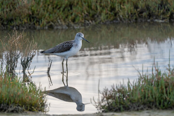 Fototapeta premium Common greenshank, Tringa nebularia, Ebro Delta, Spain