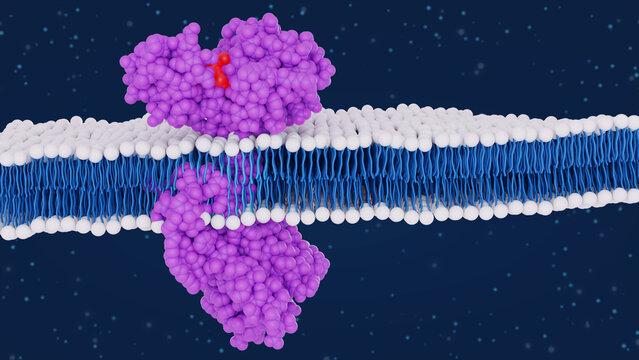 Beta-2 adrenergic receptor GPCR protein molecule embedded in lipid bilayer membrane. Molecular model. 3D rendering. Illustration