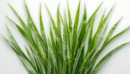 Fototapeta premium Bunch of Fresh Green Tarragon Herbs or Narrow Blade Grass Isolated on White Background High Angle View Studio Shot for Culinary Cooking Healthy Ingredient and Botanical Illustration
