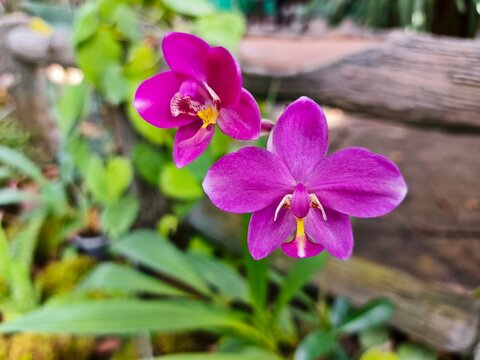 A close-up of two vibrant purple orchids in full bloom against a softly blurred background of lush green foliage and a rustic wooden fence.