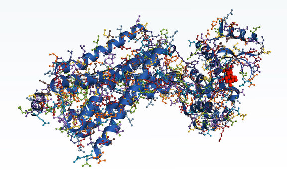 Beta-2 adrenergic receptor protein structure, ribbon and ball-and-stick molecular model, GPCR scientific visualization. 3D rendering. Illustration