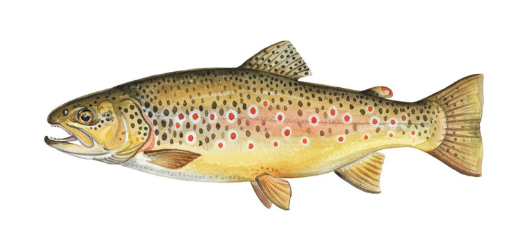 Detailed watercolor illustration of a brown trout swimming with red spots on its body