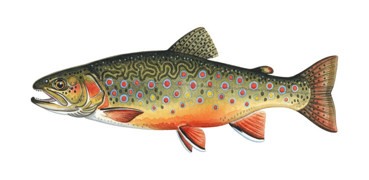A detailed side view illustration of a brook trout fish with vibrant red blue and yellow spots on its body