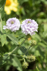 Beautiful slender vervain (Verbena rigida) flowers.