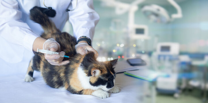 Vet administers vaccine to cat.