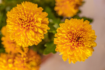 chrysanthemum