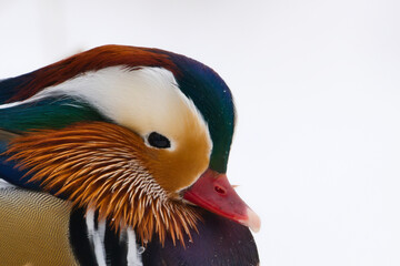 Kaczka mandarynka © Karol