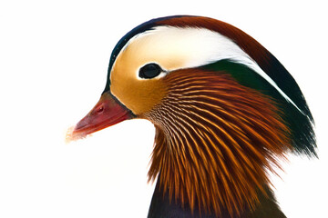 Kaczka mandarynka © Karol