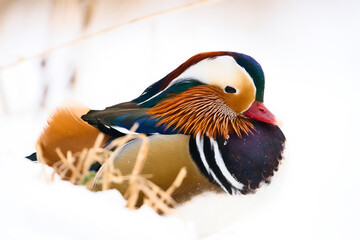 Kaczka mandarynka © Karol