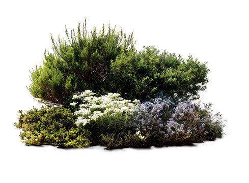 Arbusto isolado em fundo transparente, com flores, folhas e grama