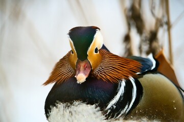 Kaczka mandarynka © Karol